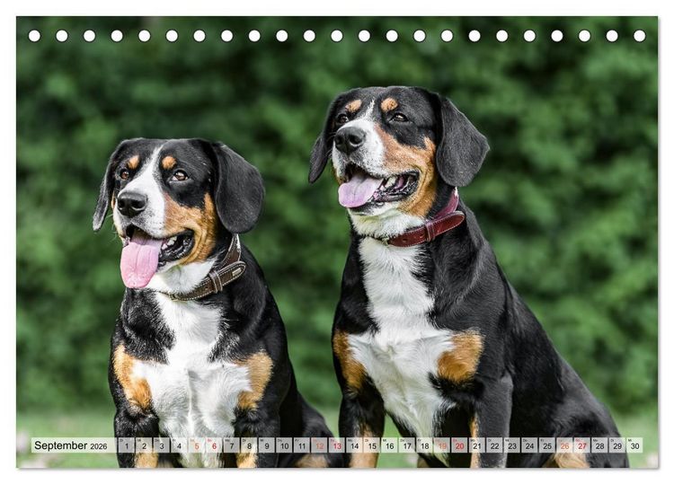 Produktbild: Entlebucher - Temperamentvolle Schweizer Sennenhunde (Tischkalender 2026 DIN A5 quer), CALVENDO Monatskalender