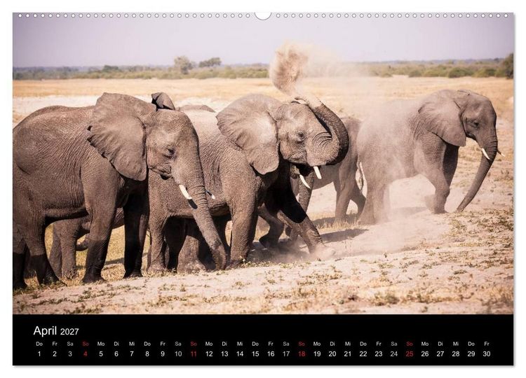 Produktbild: Elefanten - Die sanften Riesen Afrikas (Wandkalender 2027 DIN A2 quer), CALVENDO Monatskalender