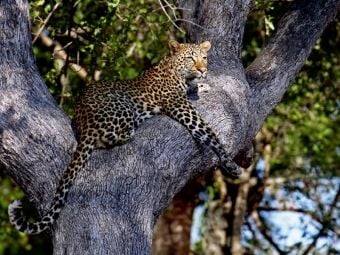 Produktbild: CALVENDO Puzzle Leopard im Baum, Afrika | 1000 Teile Lege-Gr&ouml;&szlig;e 64x48cm Foto-Puzzle f&uuml;r gl&uuml;ckliche Stunden
