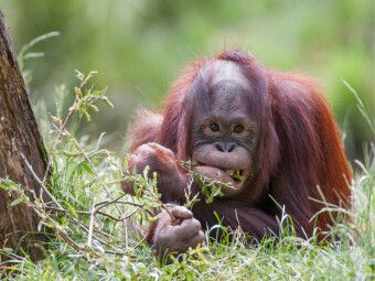 Produktbild: CALVENDO Puzzle Orang Utan | 1000 Teile Lege-Gr&ouml;&szlig;e 64x48cm Foto-Puzzle f&uuml;r gl&uuml;ckliche Stunden