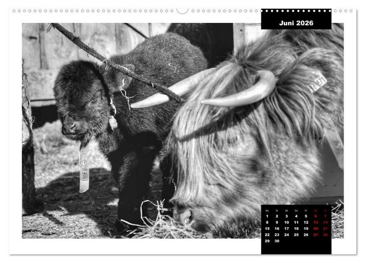 Produktbild: Faszination Schottisches Hochlandrind (hochwertiger Premium Wandkalender 2026 DIN A2 quer), Kunstdruck in Hochglanz