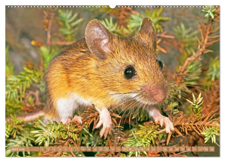Produktbild: Zauberhafte M&auml;use: Von wegen nur Grau (hochwertiger Premium Wandkalender 2026 DIN A2 quer), Kunstdruck in Hochglanz