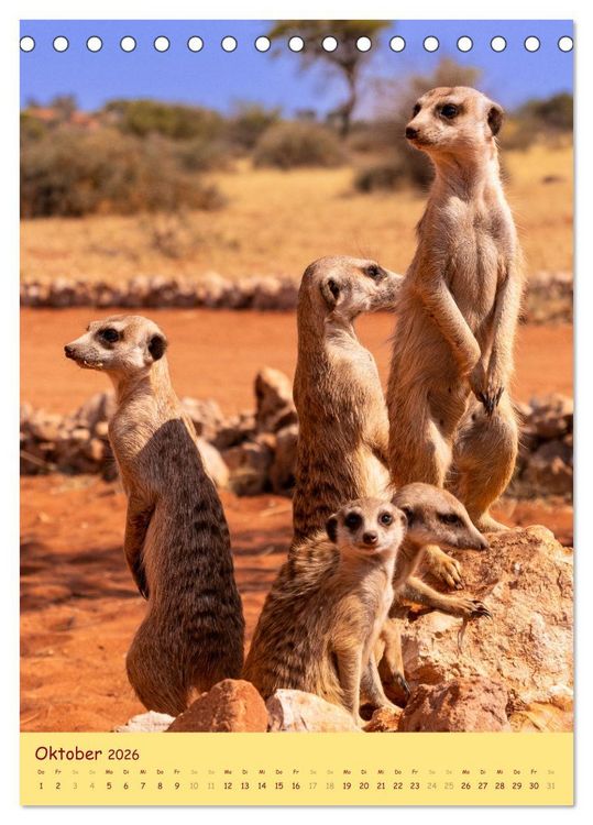 Produktbild: Erdm&auml;nnchen - Eine Kolonie in der Kalahari (Tischkalender 2026 DIN A5 hoch), CALVENDO Monatskalender
