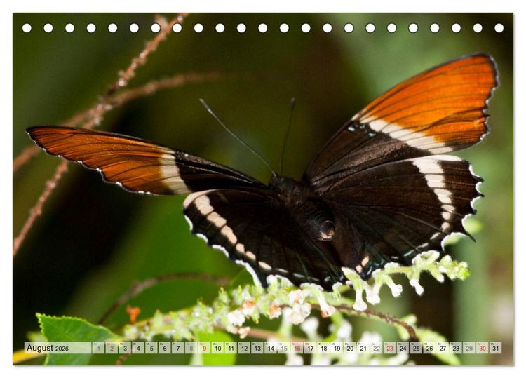 Produktbild: Schmetterlinge - zarte Gesch&ouml;pfe der Natur (Tischkalender 2026 DIN A5 quer), CALVENDO Monatskalender
