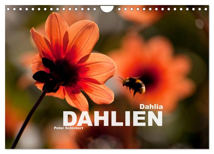 Produktbild: Dahlia - Dahlien (Wandkalender 2026 DIN A4 quer), CALVENDO Monatskalender
