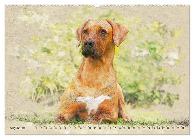 Produktbild: Rhodesian Ridgeback 2026 (hochwertiger Premium Wandkalender 2026 DIN A2 quer), Kunstdruck in Hochglanz