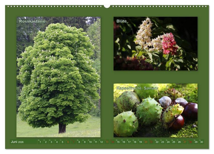 Produktbild: Faszinierende B&auml;ume (Wandkalender 2026 DIN A2 quer), CALVENDO Monatskalender