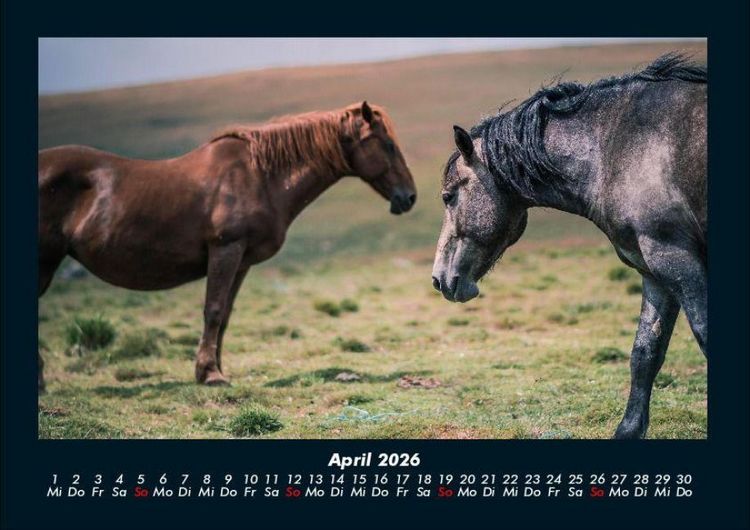 Produktbild: Pferdegefl&uuml;ster 2026 Fotokalender DIN A4