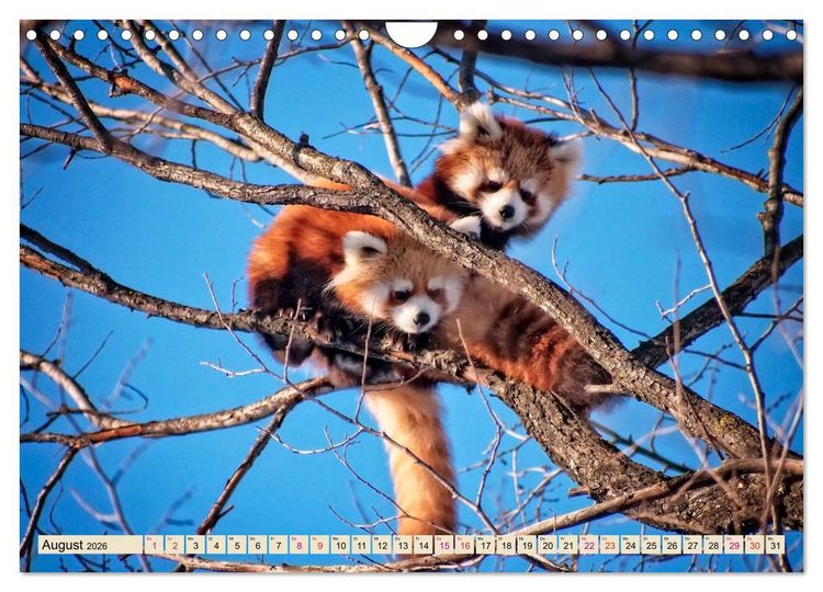 Produktbild: Kleiner Panda (Wandkalender 2026 DIN A4 quer), CALVENDO Monatskalender