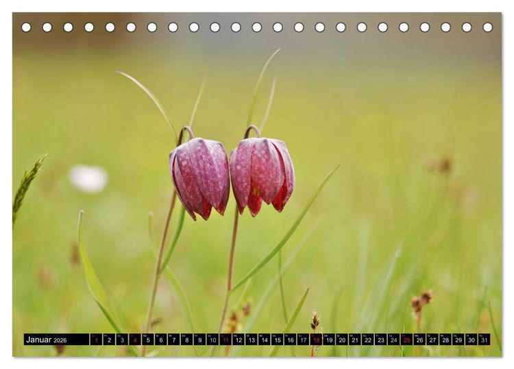 Produktbild: Die Schachbrettblume (Tischkalender 2026 DIN A5 quer), CALVENDO Monatskalender