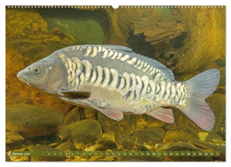 Produktbild: Fische in Teichen und Fl&uuml;ssen (hochwertiger Premium Wandkalender 2026 DIN A2 quer), Kunstdruck in Hochglanz