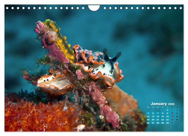 Produktbild: Oceans Alive - A World of Color and Diversity (Wall Calendar 2026 DIN A4 landscape), CALVENDO 12 Month Wall Calendar