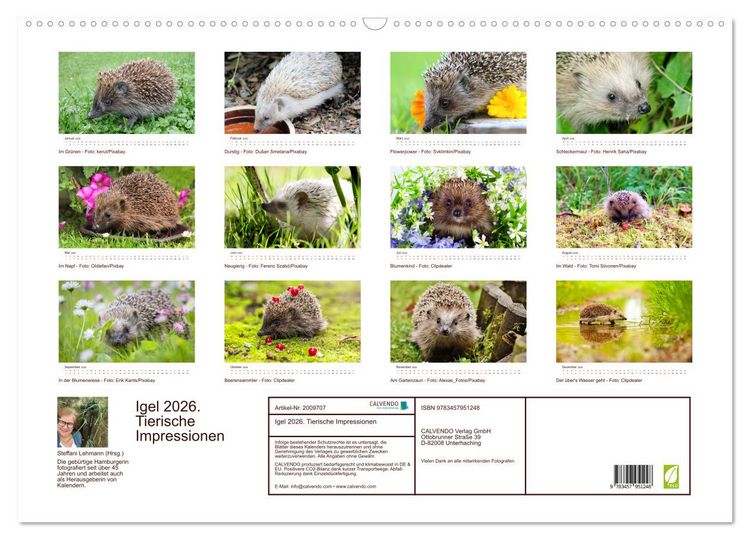 Produktbild: Igel 2026. Tierische Impressionen (Wandkalender 2026 DIN A2 quer), CALVENDO Monatskalender