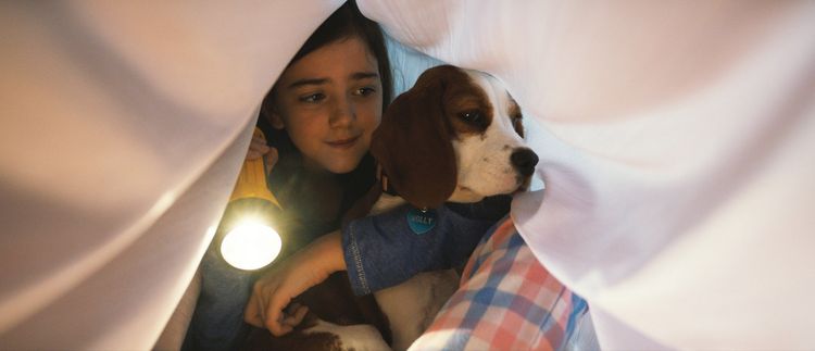 Produktbild: Bailey - Ein Hund kehrt zur&uuml;ck