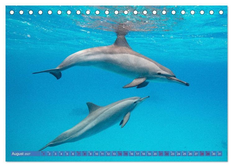 Produktbild: Tauchen, Fische und Meer (Tischkalender 2027 DIN A5 quer), CALVENDO Monatskalender