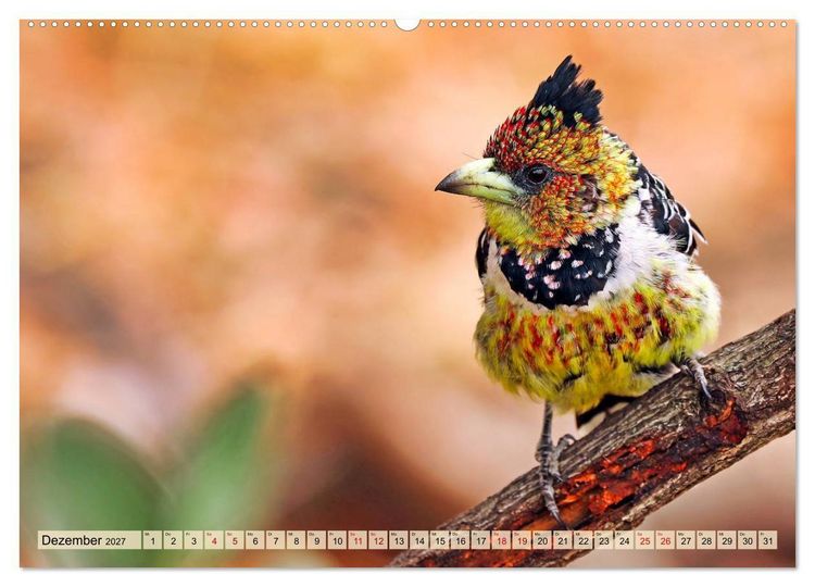 Produktbild: Afrikas Vogelwelt 2027 (Wandkalender 2027 DIN A2 quer), CALVENDO Monatskalender