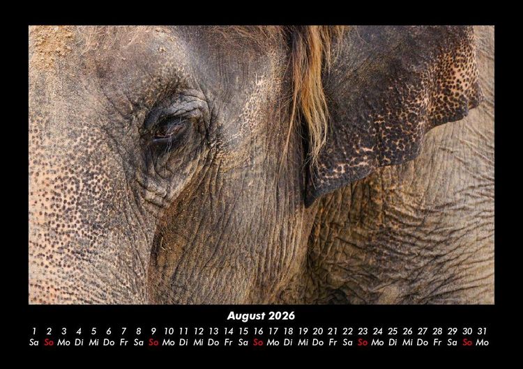 Produktbild: Der Elefantenkalender 2026 Fotokalender DIN A3