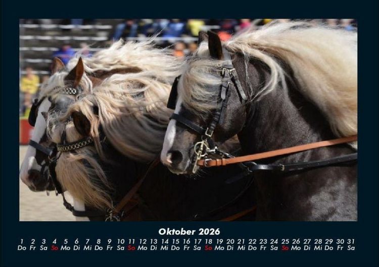 Produktbild: Pferdegefl&uuml;ster 2026 Fotokalender DIN A4