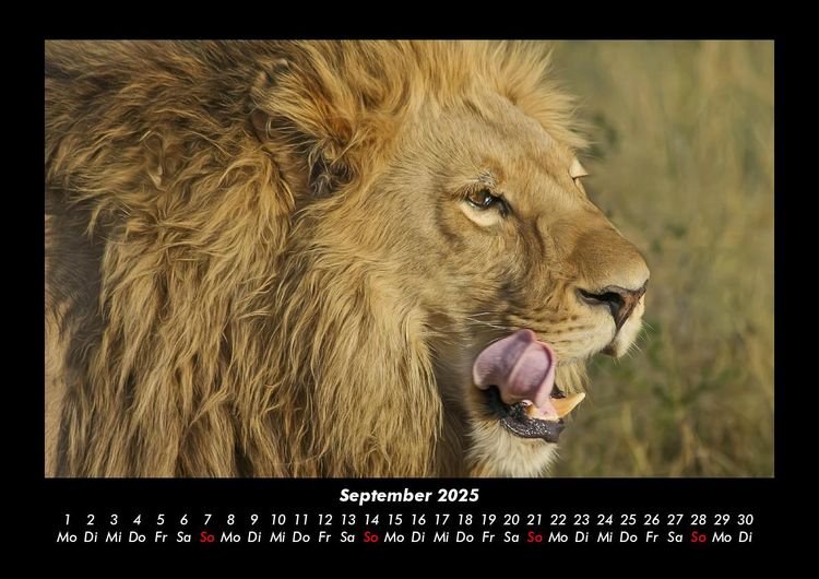 Produktbild: L&ouml;wen in der Wildnis 2025 Fotokalender DIN A3