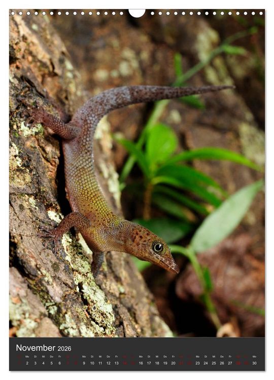 Produktbild: GECKOS (Wandkalender 2026 DIN A3 hoch), CALVENDO Monatskalender