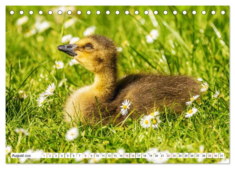 Produktbild: Flauschige Momente! Enten- und G&auml;nsek&uuml;ken im Jahreslauf (Tischkalender 2026 DIN A5 quer), CALVENDO Monatskalender