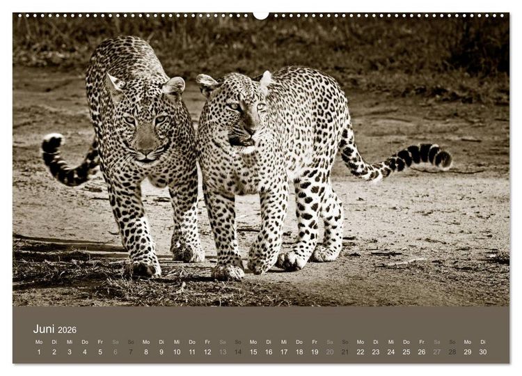 Produktbild: Wildes Afrika (hochwertiger Premium Wandkalender 2026 DIN A2 quer), Kunstdruck in Hochglanz