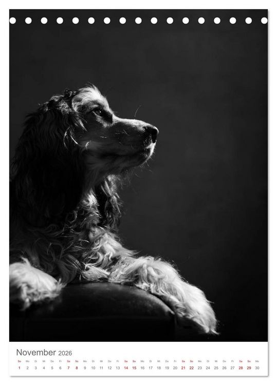 Produktbild: Fine Art Hundeportraits (Tischkalender 2026 DIN A5 hoch), CALVENDO Monatskalender