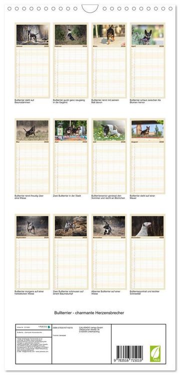 Produktbild: Familienplaner 2026 - Bullterrier - charmante Herzensbrecher mit 5 Spalten (Wandkalender, 21 x 45 cm) CALVENDO