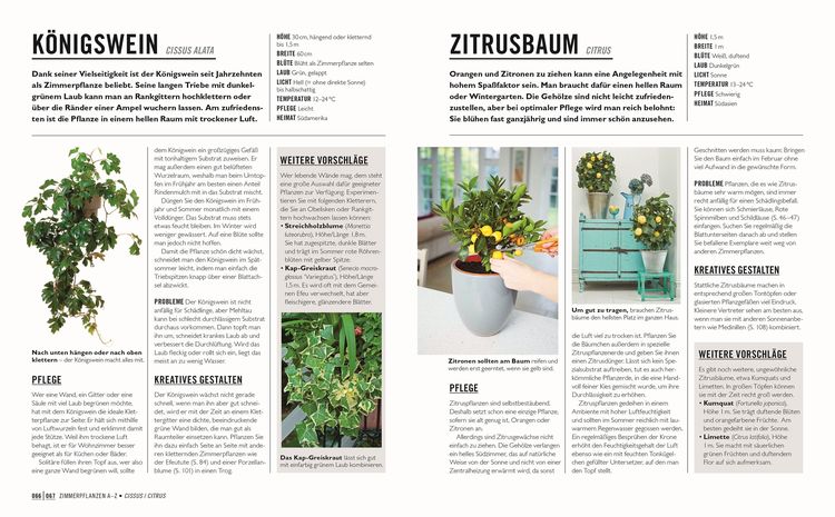 Produktbild: Gr&uuml;nes Gartenwissen. Die sch&ouml;nsten Zimmerpflanzen