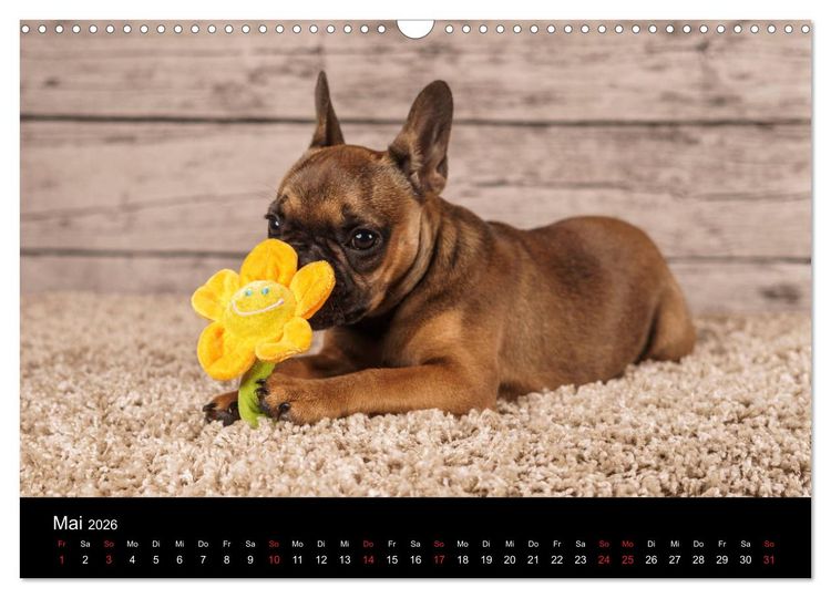 Produktbild: French Bulldog aktiv, verspielt, sportlich (Wandkalender 2026 DIN A3 quer), CALVENDO Monatskalender