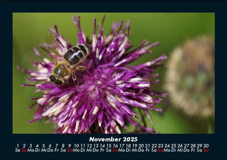 Produktbild: Bienen 2025 Fotokalender DIN A5