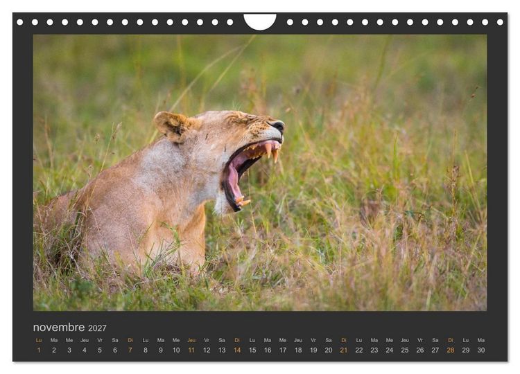 Produktbild: Lions &ndash; Photographies de la faune (Calendrier mural 2027 DIN A4 vertical), CALVENDO calendrier mensuel