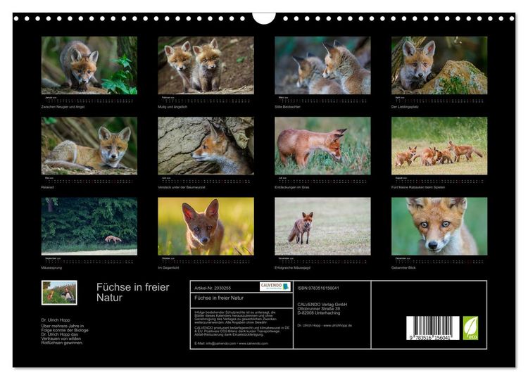 Produktbild: F&uuml;chse in freier Natur (Wandkalender 2026 DIN A3 quer), CALVENDO Monatskalender