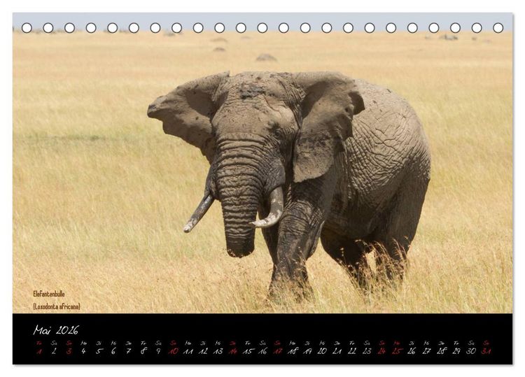 Produktbild: Faszination Afrika - wilde Tiere der Masai Mara - Kenia (Tischkalender 2026 DIN A5 quer), CALVENDO Monatskalender
