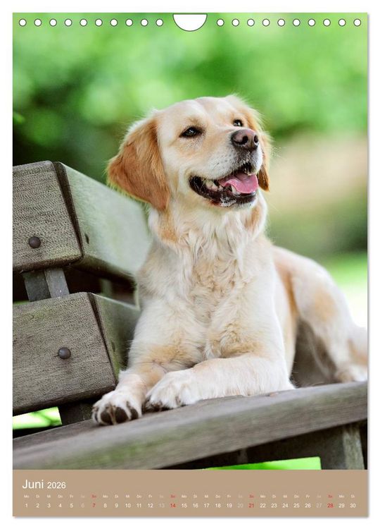 Produktbild: Golden Retriever (Wandkalender 2026 DIN A4 hoch), CALVENDO Monatskalender