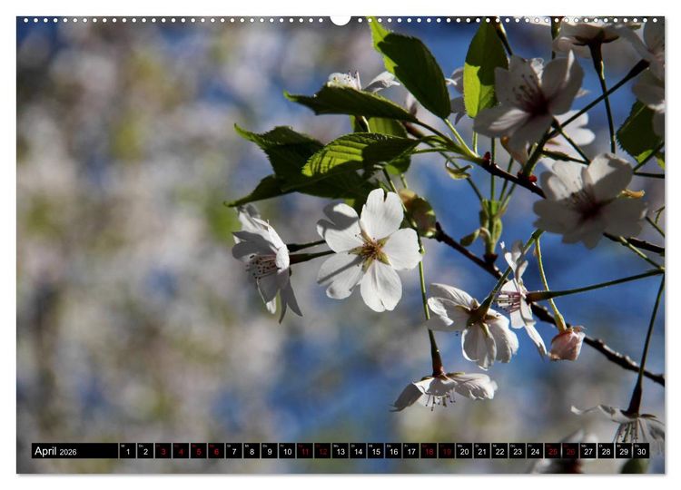 Produktbild: Japan - Details (hochwertiger Premium Wandkalender 2026 DIN A2 quer), Kunstdruck in Hochglanz