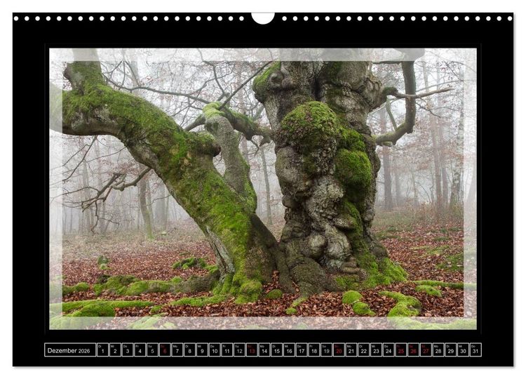 Produktbild: Zauberwald HALLOH (Wandkalender 2026 DIN A3 quer), CALVENDO Monatskalender