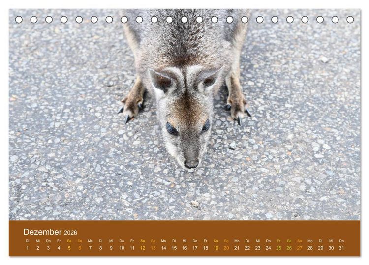 Produktbild: K&auml;ngurus, sprunghafte Gesellen (Tischkalender 2026 DIN A5 quer), CALVENDO Monatskalender