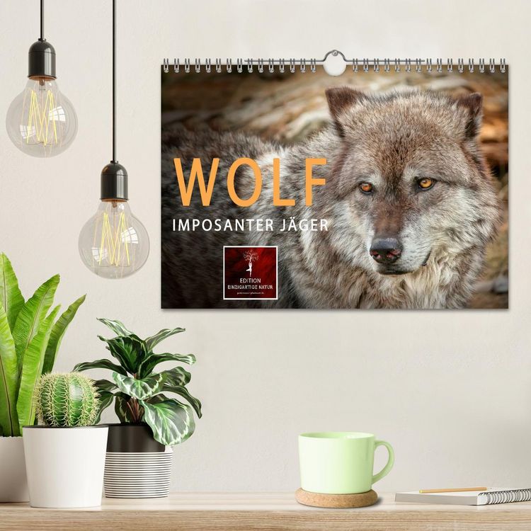 Produktbild: Wolf - Imposanter J&auml;ger (Wandkalender 2026 DIN A4 quer), CALVENDO Monatskalender