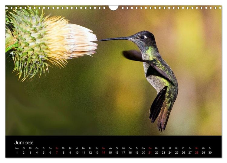 Produktbild: Der Kolibrikalender (Wandkalender 2026 DIN A3 quer), CALVENDO Monatskalender