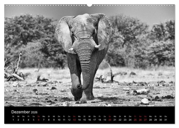 Produktbild: Elefanten Schwarz - Weiss (hochwertiger Premium Wandkalender 2026 DIN A2 quer), Kunstdruck in Hochglanz