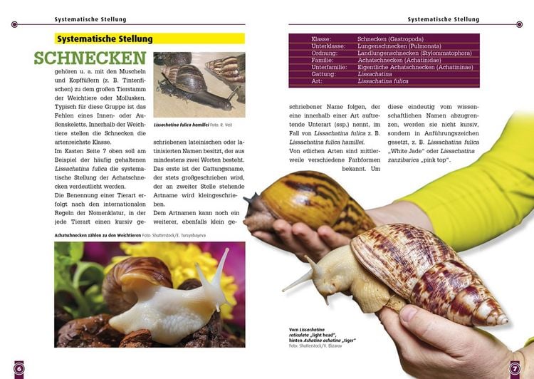 Produktbild: Achatschnecken