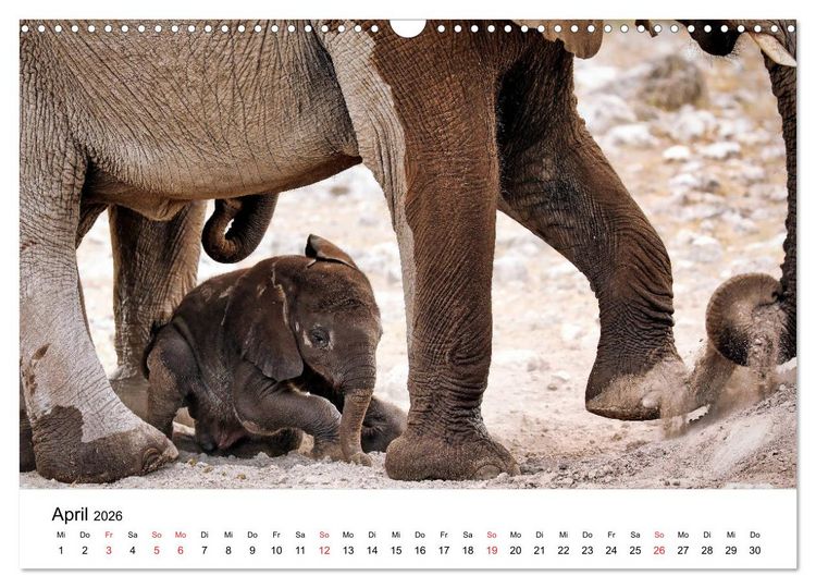 Produktbild: Namibias Elefanten (Wandkalender 2026 DIN A3 quer), CALVENDO Monatskalender