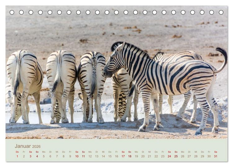 Produktbild: Zebras in Afrika (Tischkalender 2026 DIN A5 quer), CALVENDO Monatskalender