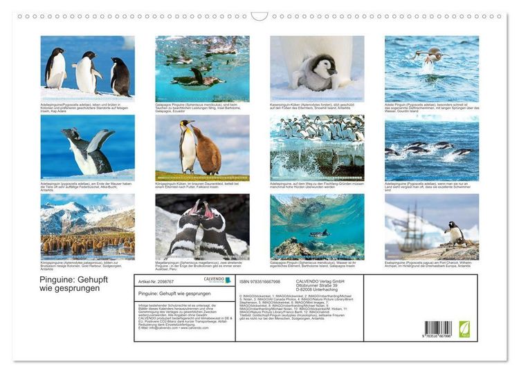 Produktbild: Pinguine: Gehupft wie gesprungen (Wandkalender 2026 DIN A2 quer), CALVENDO Monatskalender