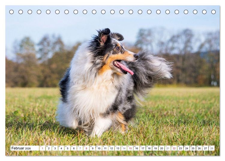 Produktbild: H&uuml;tehund der Shetland Inseln - Shetland Sheepdog (Tischkalender 2026 DIN A5 quer), CALVENDO Monatskalender