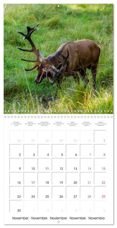 Produktbild: Aux bois des cerfs (Calendrier mural carr&eacute; 2026 30x30 cm) Calendrier double avec une page pour vos prises de notes