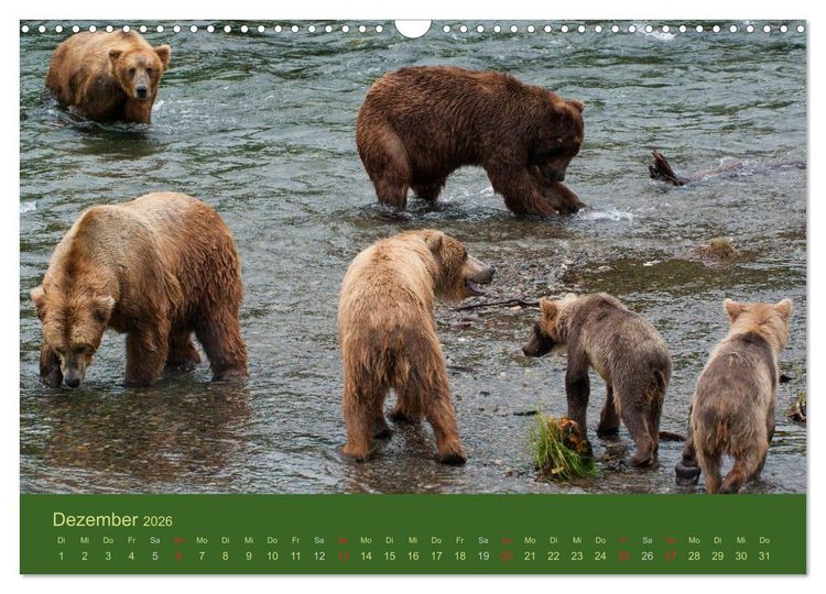 Produktbild: Der B&auml;renkalender 2026 CH-Version (Wandkalender 2026 DIN A3 quer), CALVENDO Monatskalender