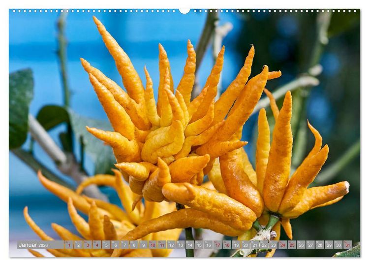 Produktbild: Bio Zitrus Garten (Wandkalender 2026 DIN A2 quer), CALVENDO Monatskalender
