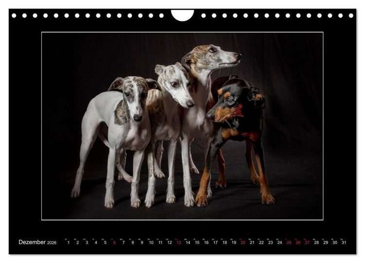 Produktbild: Windhunde - Schnelle Sch&ouml;nheiten (Wandkalender 2026 DIN A4 quer), CALVENDO Monatskalender